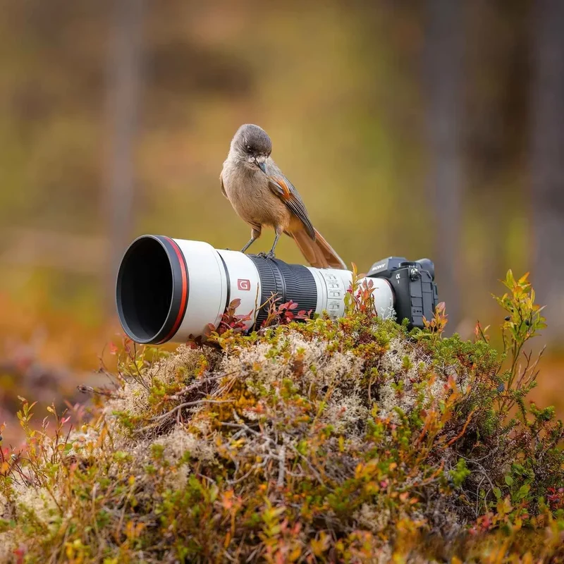 Sony FE 600mm f/6.3 GM OSS + 1.4 Teleconverter