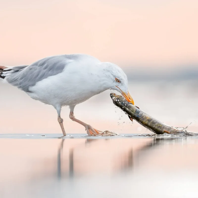 Sony FE 600mm f/6.3 GM OSS + 1.4 Teleconverter