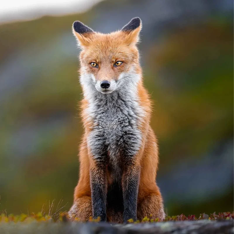Sony FE 400mm f/4.5 GM OSS + 1.4 Teleconverter