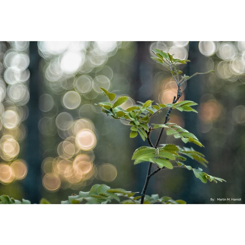 TTArtisan 100mm f/2.8 bulle bokeh Leica M