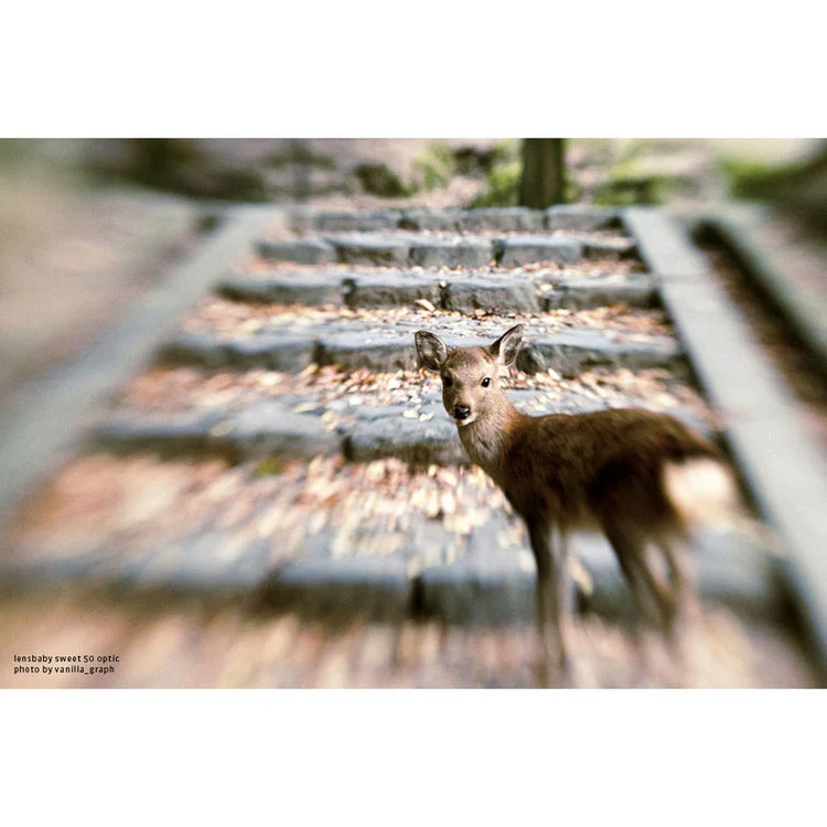 Lensbaby Composer Pro II Canon avec Sweet 50