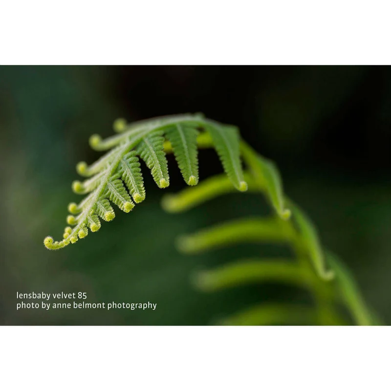 Lensbaby Velvet 85 noir Canon RF