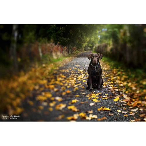 Lensbaby Composer Pro II Nikon Z avec optique Edge 50