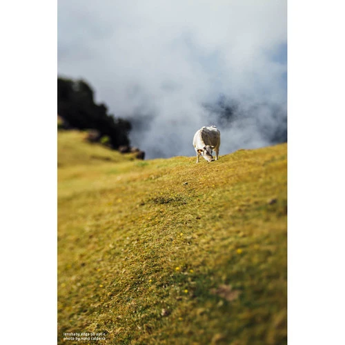 Lensbaby Composer Pro II Nikon Z avec optique Edge 50