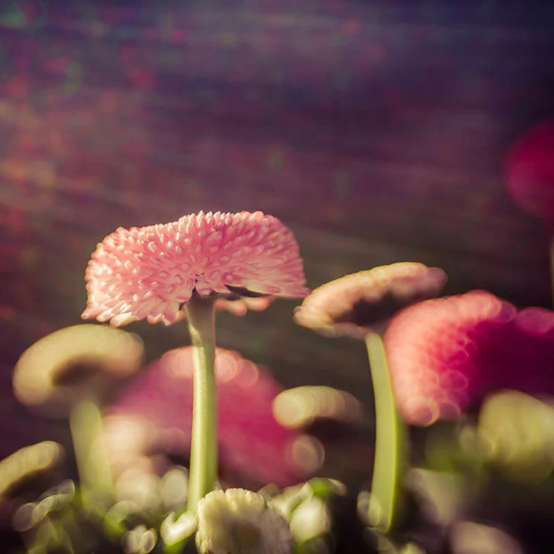 Lensbaby Composer Pro II Nikon Z avec optique Sweet 50