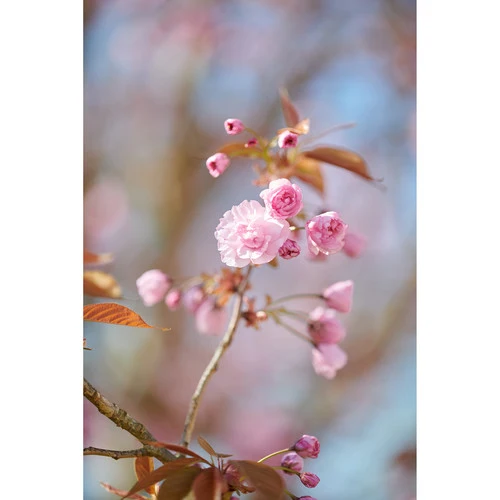 Zeiss Otus 100mm f / 1.4 ZE pour Canon
