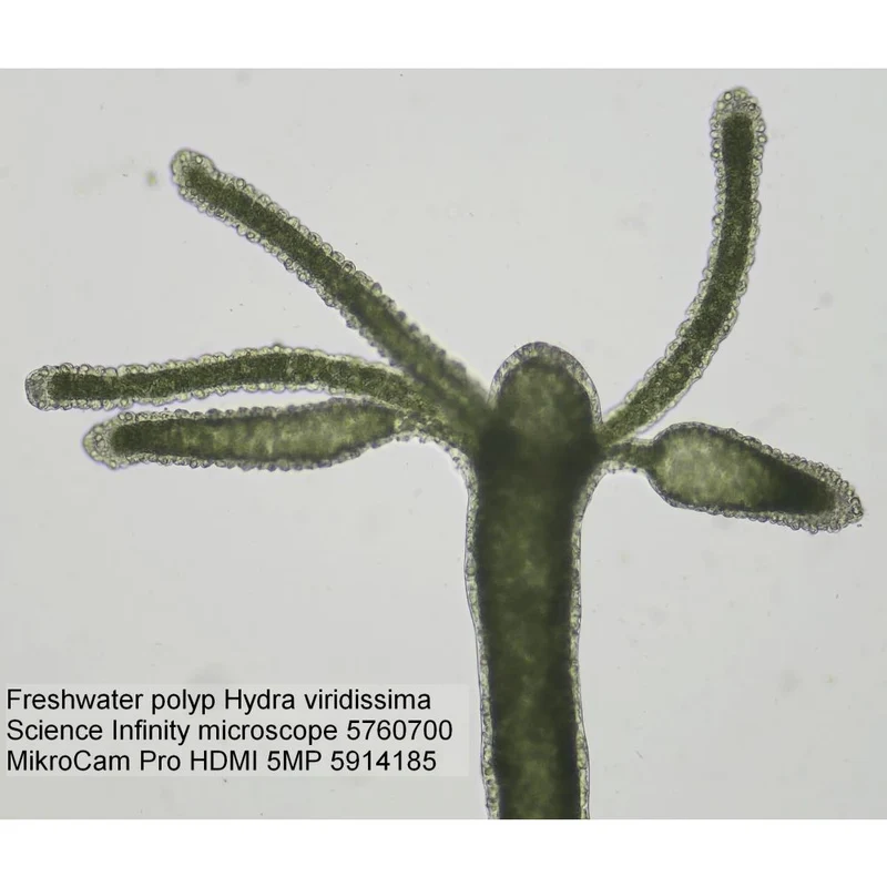 BRESSER MikroCam PRO HDMI Caméra de microscope 5MP
