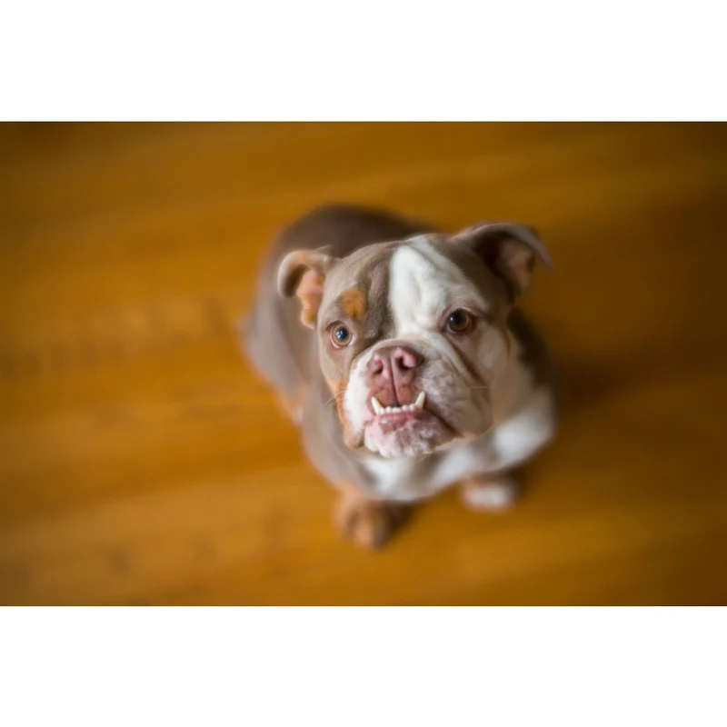Lensbaby Velvet 56 Noir Canon