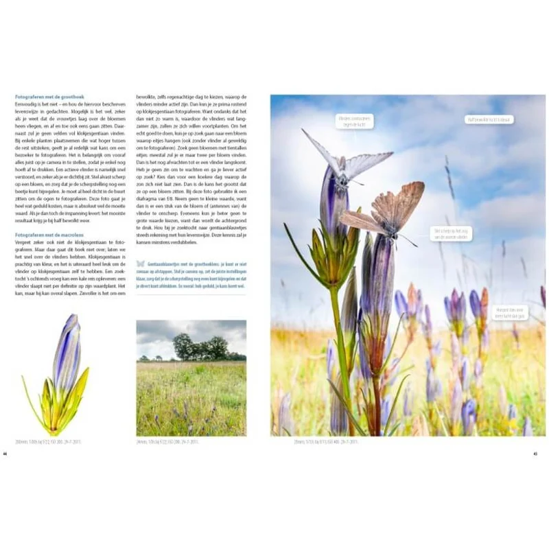 Fotografiegids Vlinders en Libellen