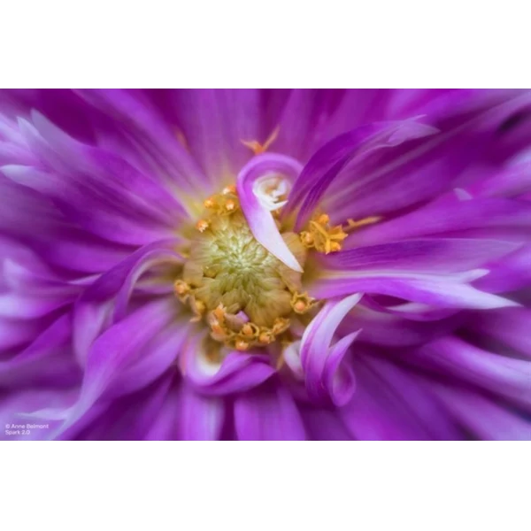 Lensbaby Spark 2.0 Canon EF