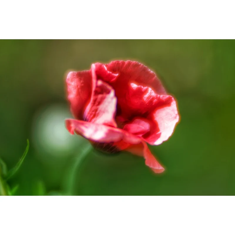 Lensbaby Velvet 85 Noir Pour Nikon